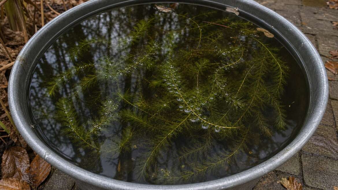 The garden below the waterline