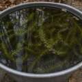 The garden below the waterline