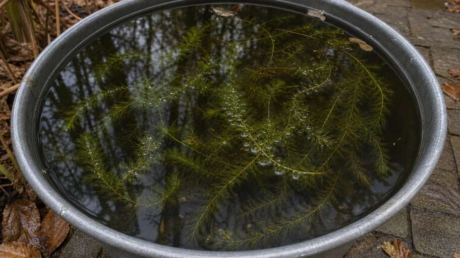 The garden below the waterline
