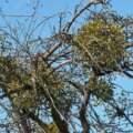 The green thief in the winter tree