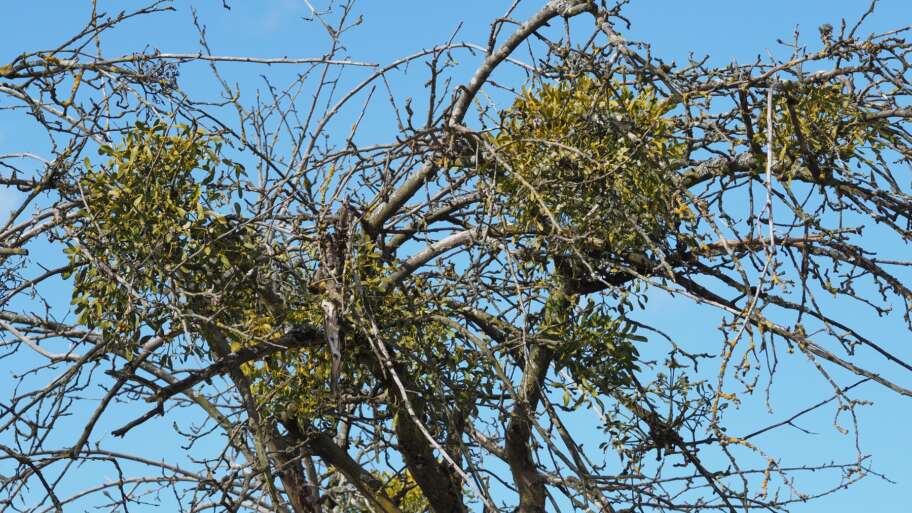 The green thief in the winter tree