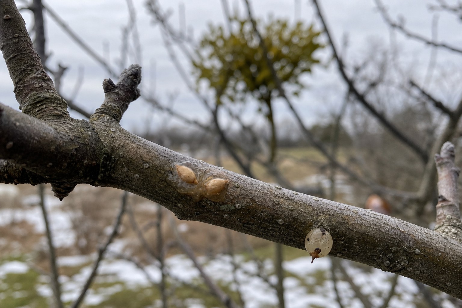 Sticky pale mistletoe seed material attached to a bare winter tree branch with mistletoe visible in the background.