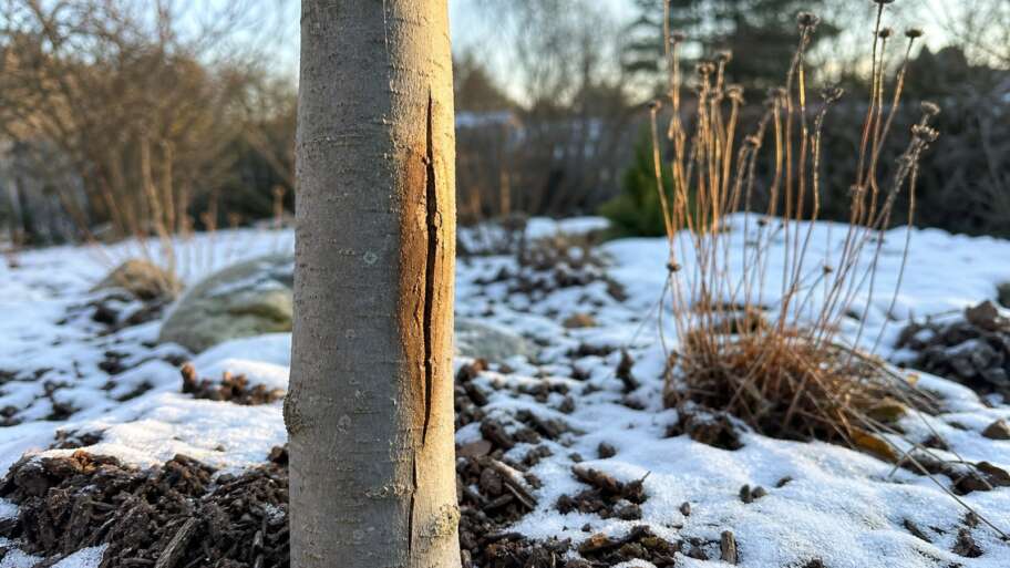 The winter sunburn on young tree trunks