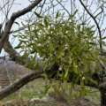 The green thief in the winter tree