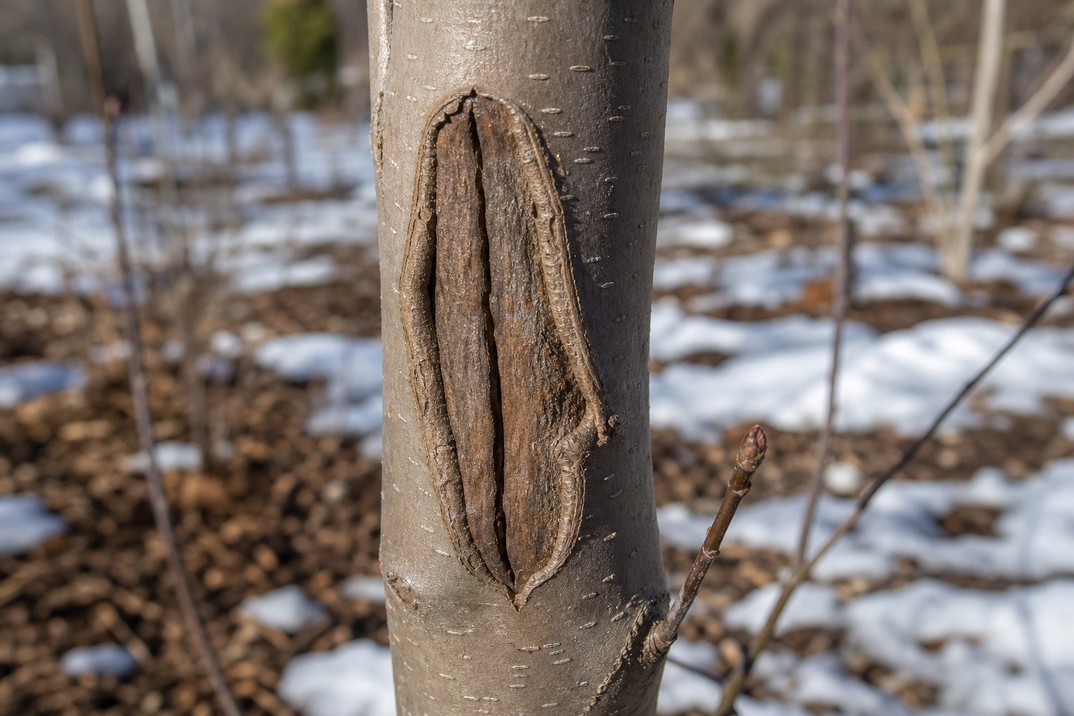 Vertical sunscald injury and narrow bark split on a young thin-barked tree trunk in winter.
