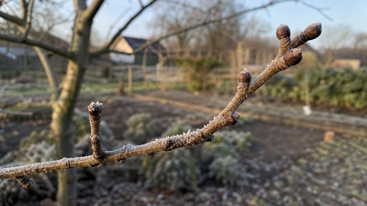 Why fruit trees count winter before they bloom
