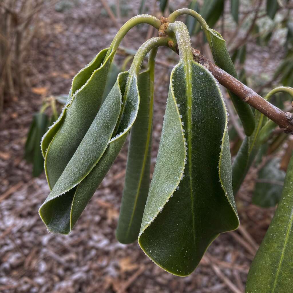 Close view of rhododendron leaves curled and drooping on a frosty winter morning