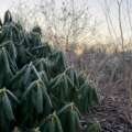Why rhododendron leaves curl in the cold