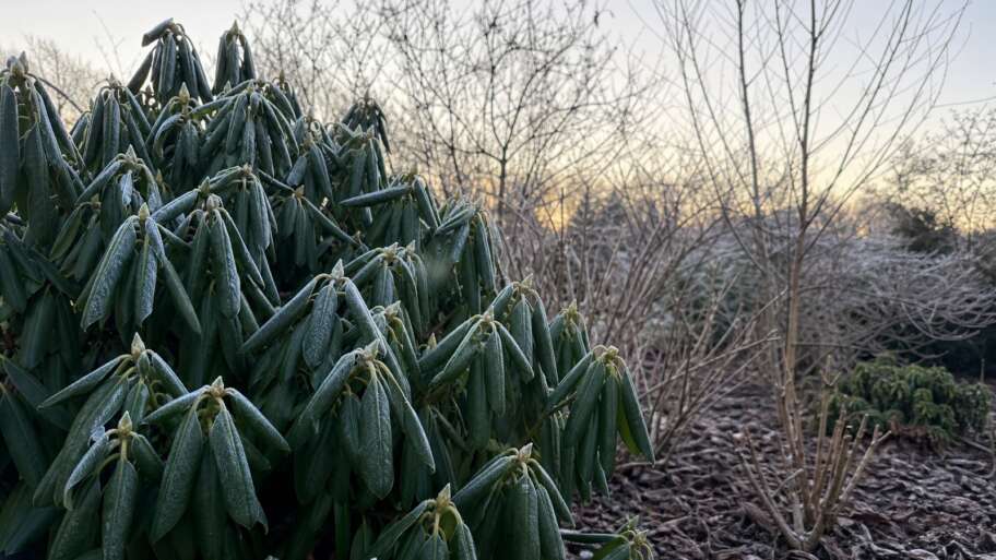 Why rhododendron leaves curl in the cold
