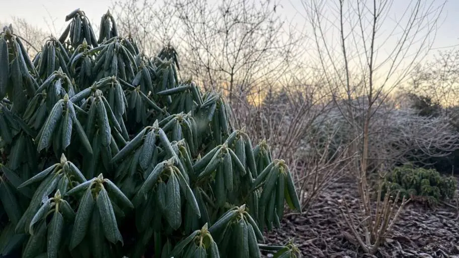 Why rhododendron leaves curl in the cold