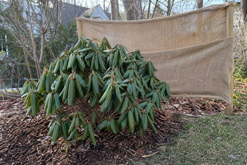 Rhododendron in a winter garden bed with bark mulch and a burlap windbreak behind it