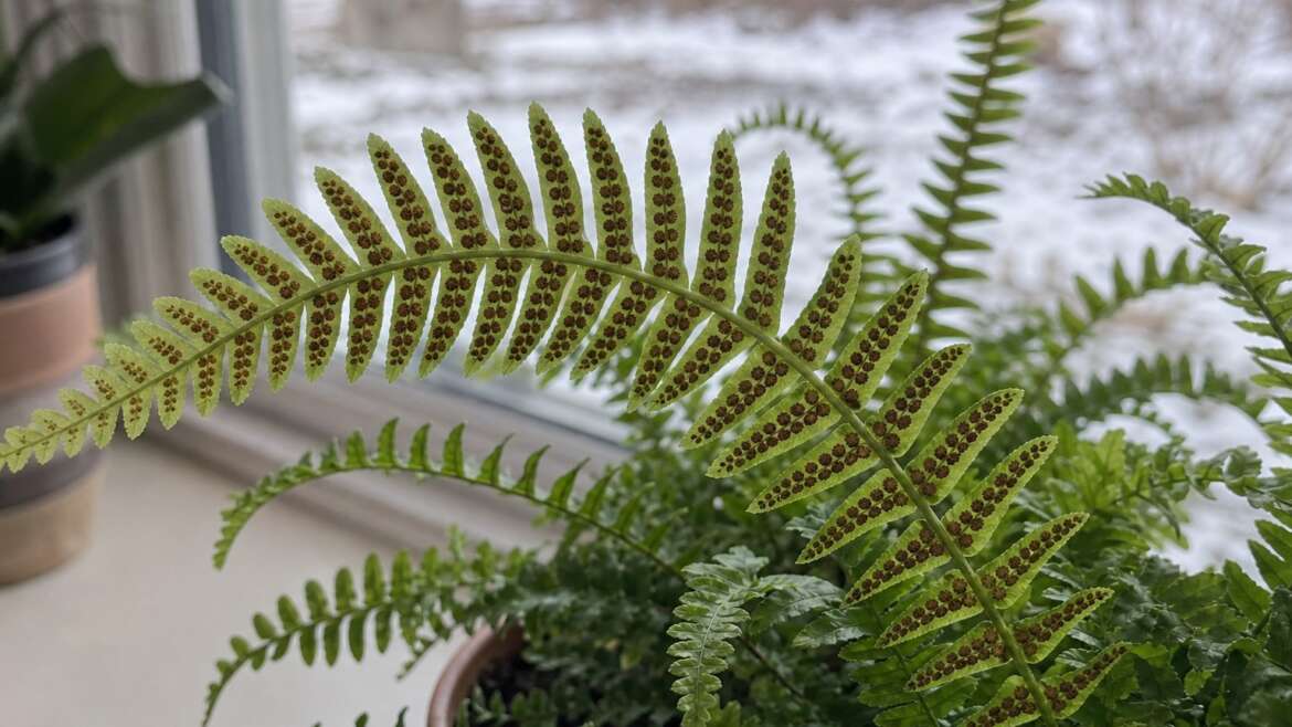 The brown dots under fern leaves are not pests