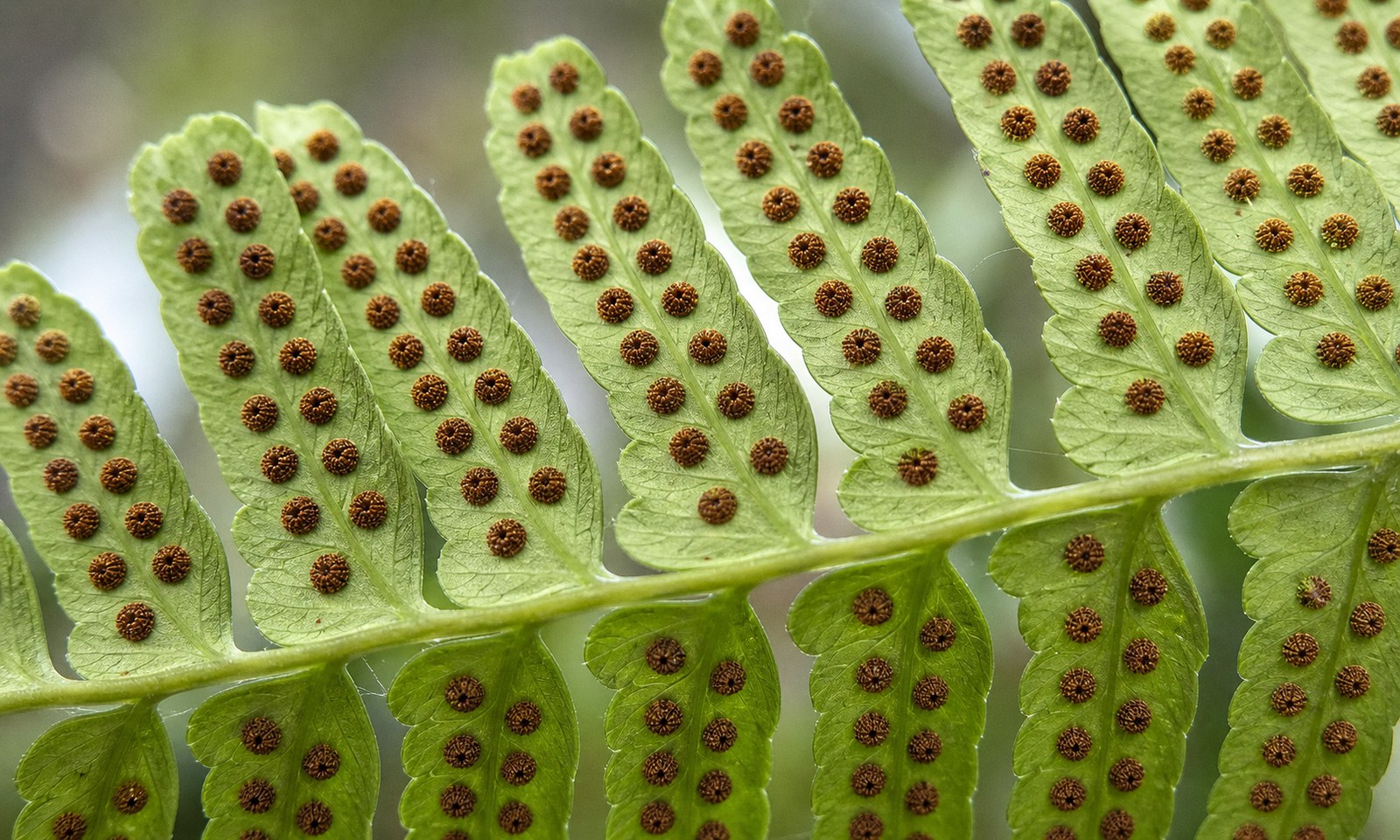 Rows of round brown sori on the underside of a healthy fern frond.