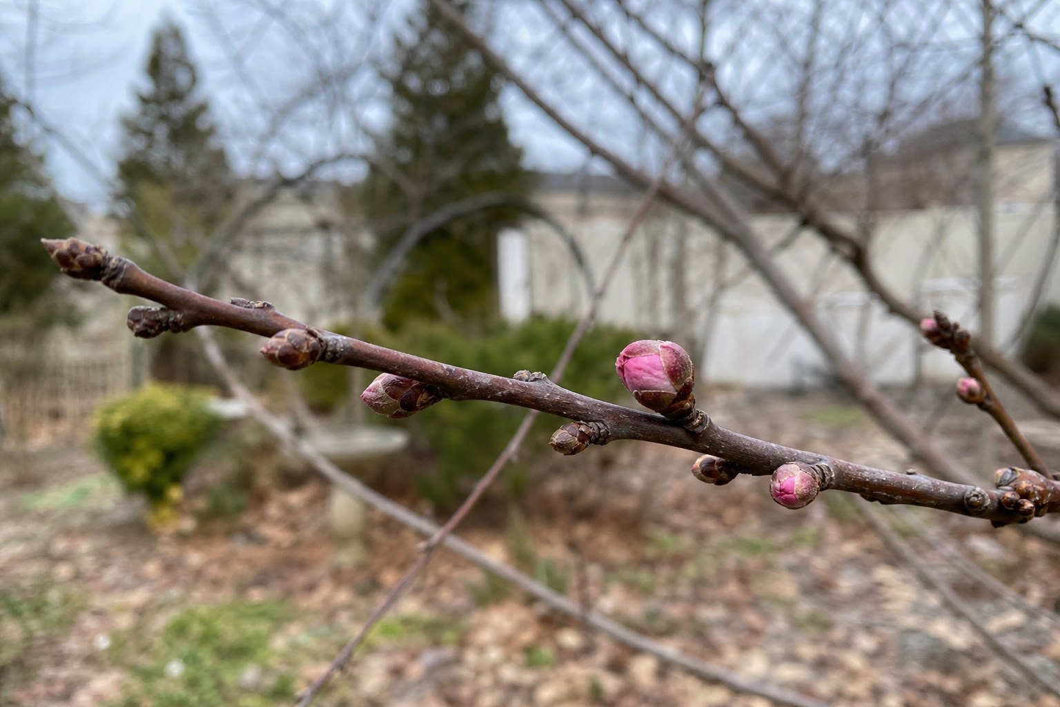Late winter fruit tree branch with some swollen pink buds and some tight brown buds