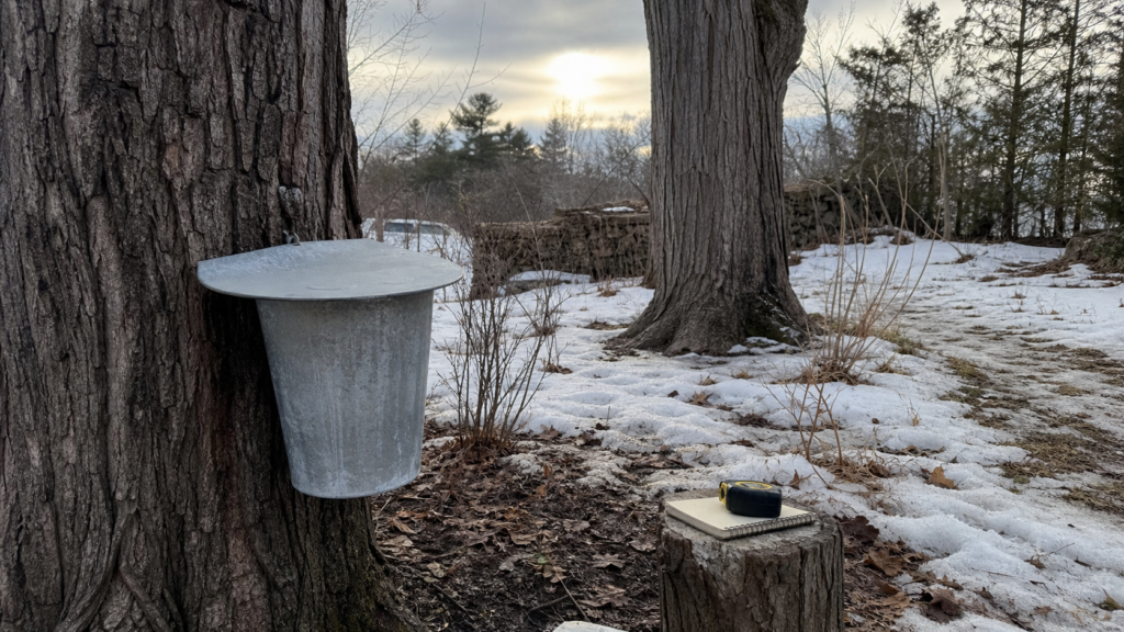 A small backyard maple tapping setup with a covered bucket, thawing snow, and a notebook on a stump.