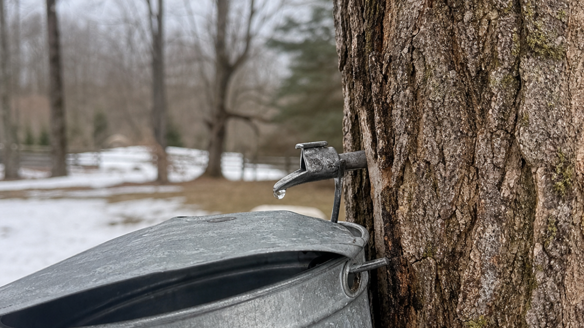 Why maple sap runs before the leaves