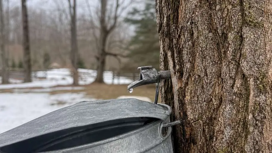 Why maple sap runs before the leaves