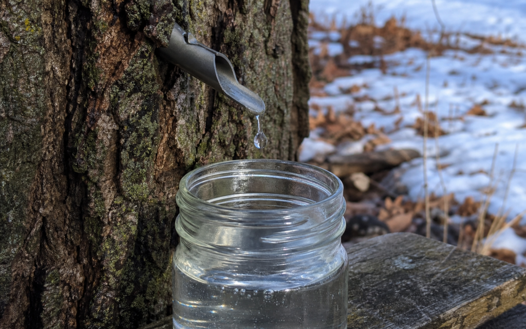 Clear maple sap dripping from a metal spile into a glass jar beside a winter maple trunk.