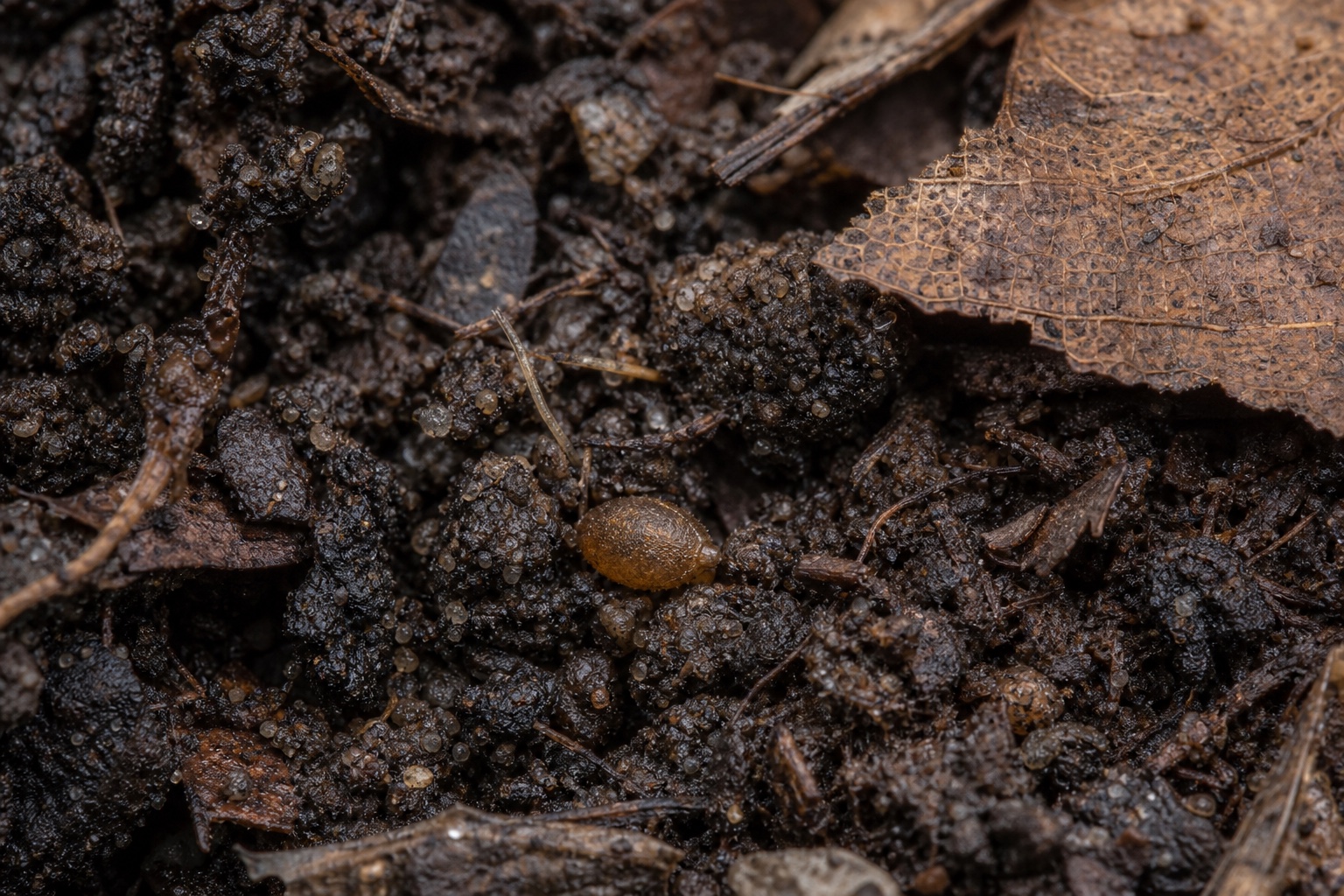 Photorealistic editorial illustration of a generalized amber earthworm cocoon among moist soil crumbs and brown leaf fragments.