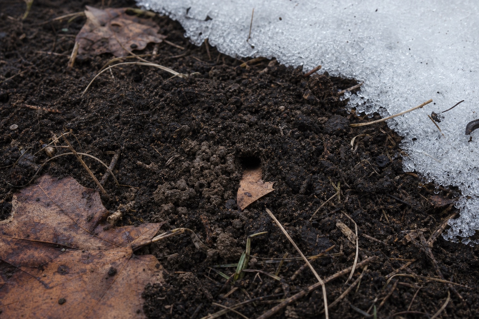 Photorealistic editorial illustration of granular melting snow beside dark leaf-littered soil, with a small burrow opening and clumped earth near brown leaves.