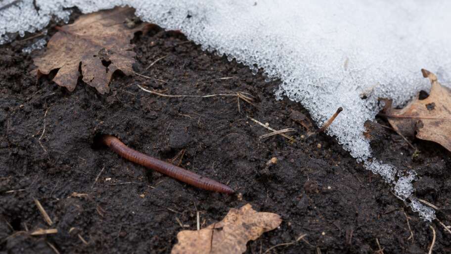 Where earthworms go when the ground freezes