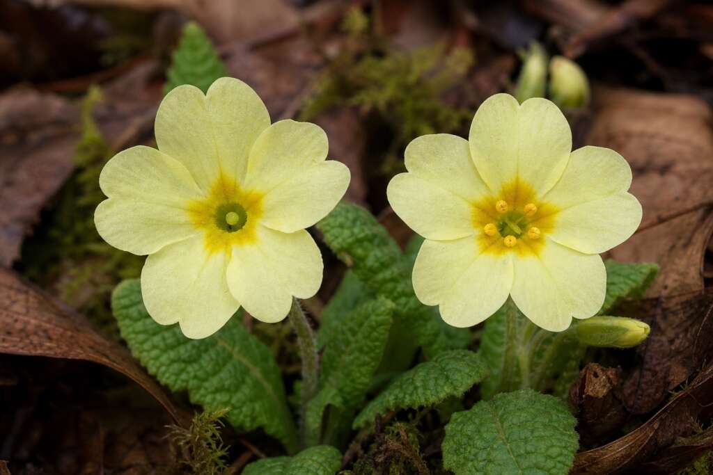 Two common primrose flowers: a pin-eyed form with a green stigma at the center and a thrum-eyed form with five yellow anthers.