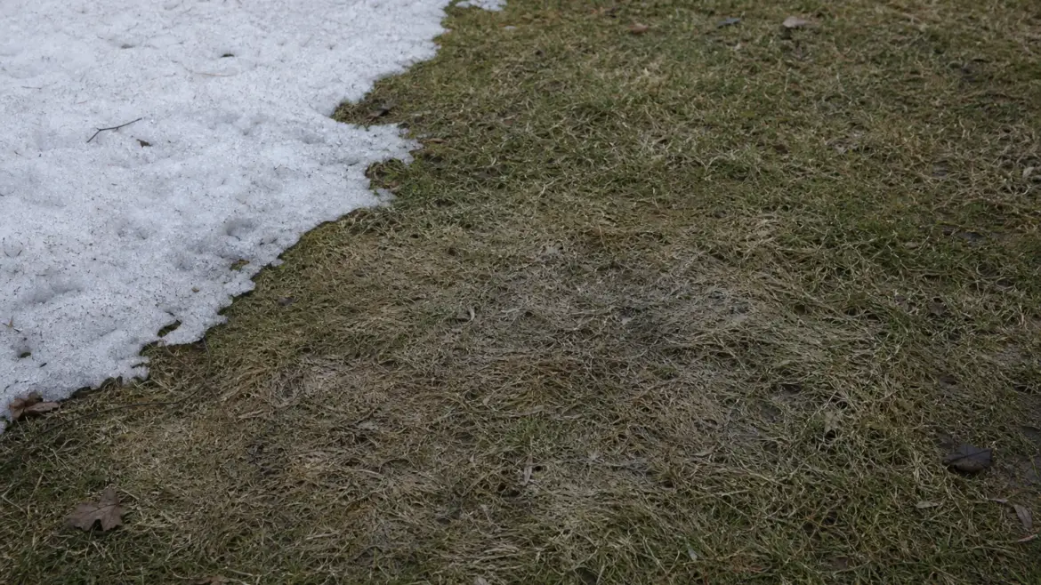 Those cobwebs beneath melting snow may be snow mold