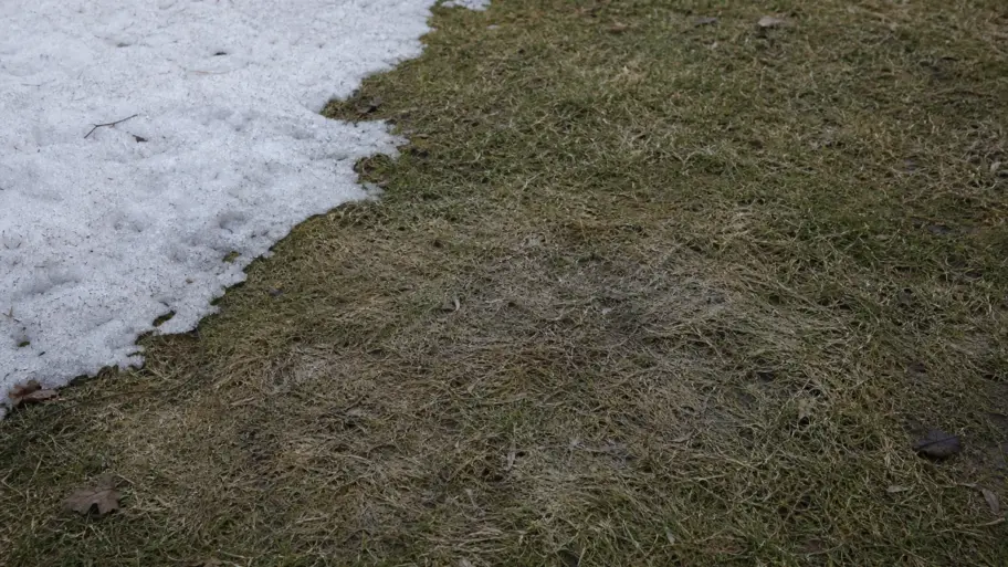 Those cobwebs beneath melting snow may be snow mold