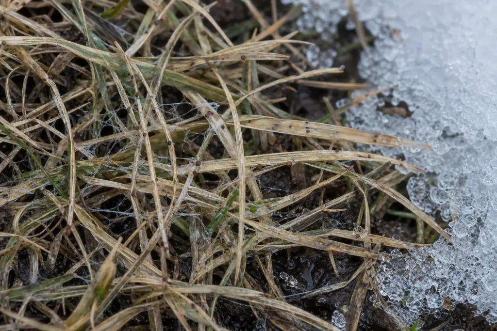 Matted straw-colored grass with fine fungal threads and tiny rust-brown sclerotia beside melting snow.
