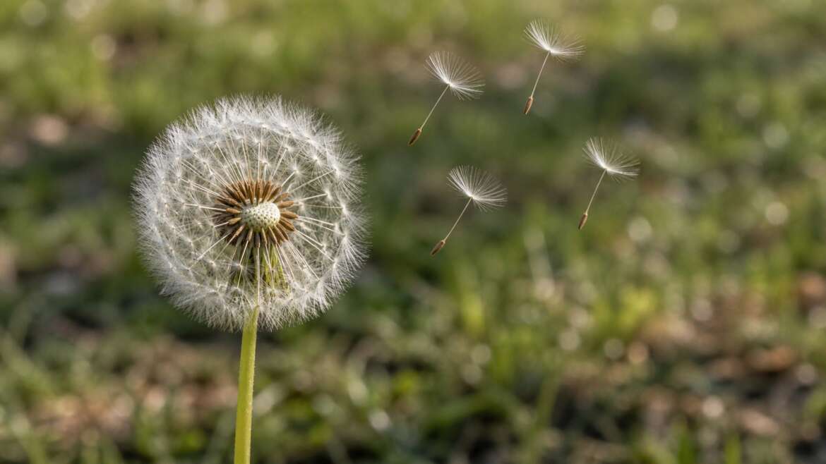 How a dandelion clock turns weather into flight