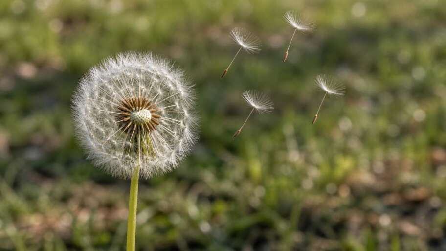 How a dandelion clock turns weather into flight