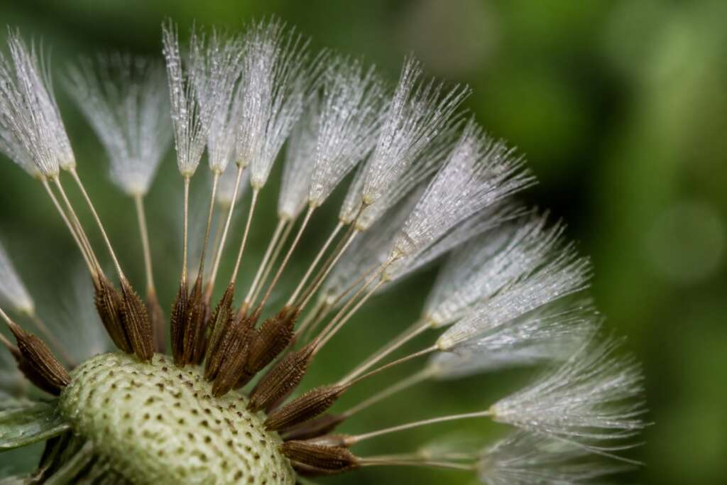Dew beads on narrowed white pappi above brown dandelion fruits still attached to the seed head.