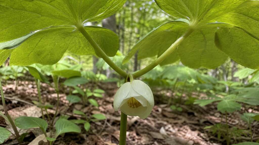 A close iPhone-style photograph looking under paired mayapple leaves at a single white flower.
