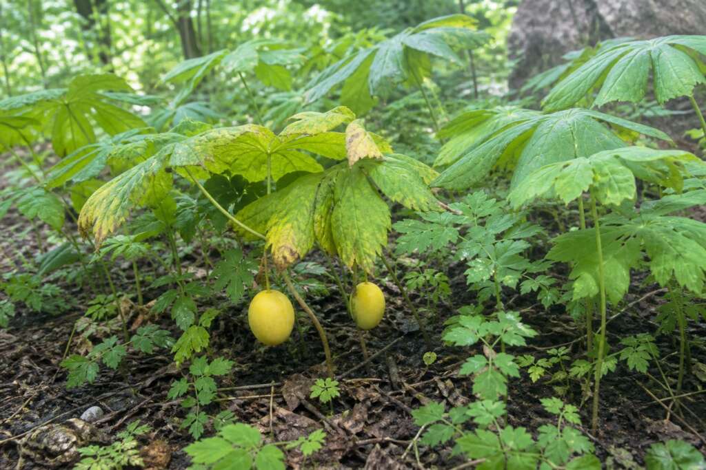 A naturalistic iPhone-style photograph of yellow mayapple fruit hanging beneath aging woodland foliage.