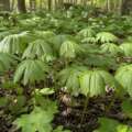 The mayapple hides its flower under an umbrella