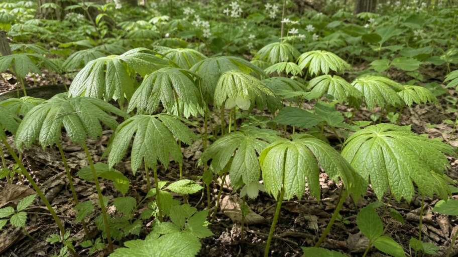 The mayapple hides its flower under an umbrella
