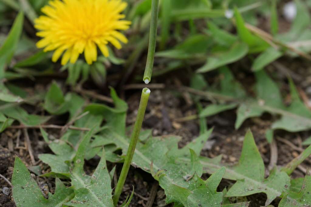 Tiny beads of white latex on the two broken ends of a slender hollow dandelion flower stalk.