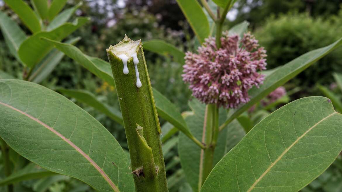 The white sap in a broken stem is not ordinary sap