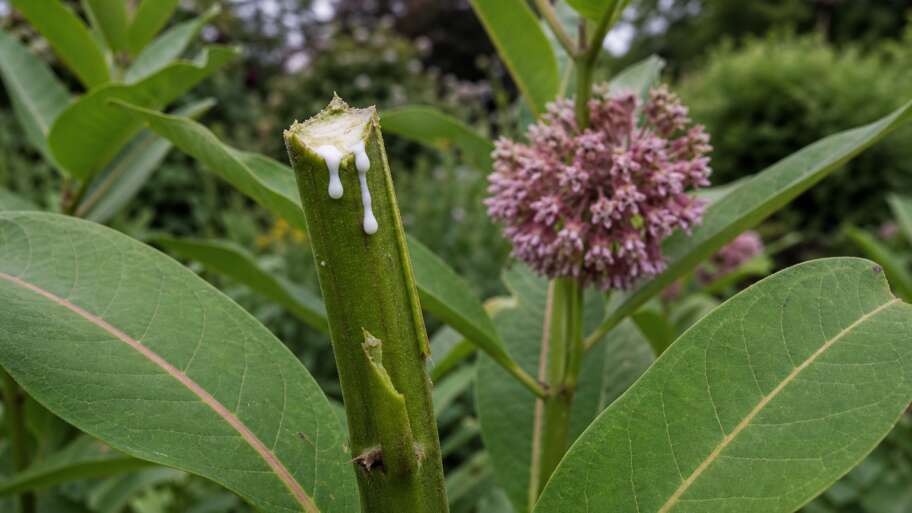 The white sap in a broken stem is not ordinary sap