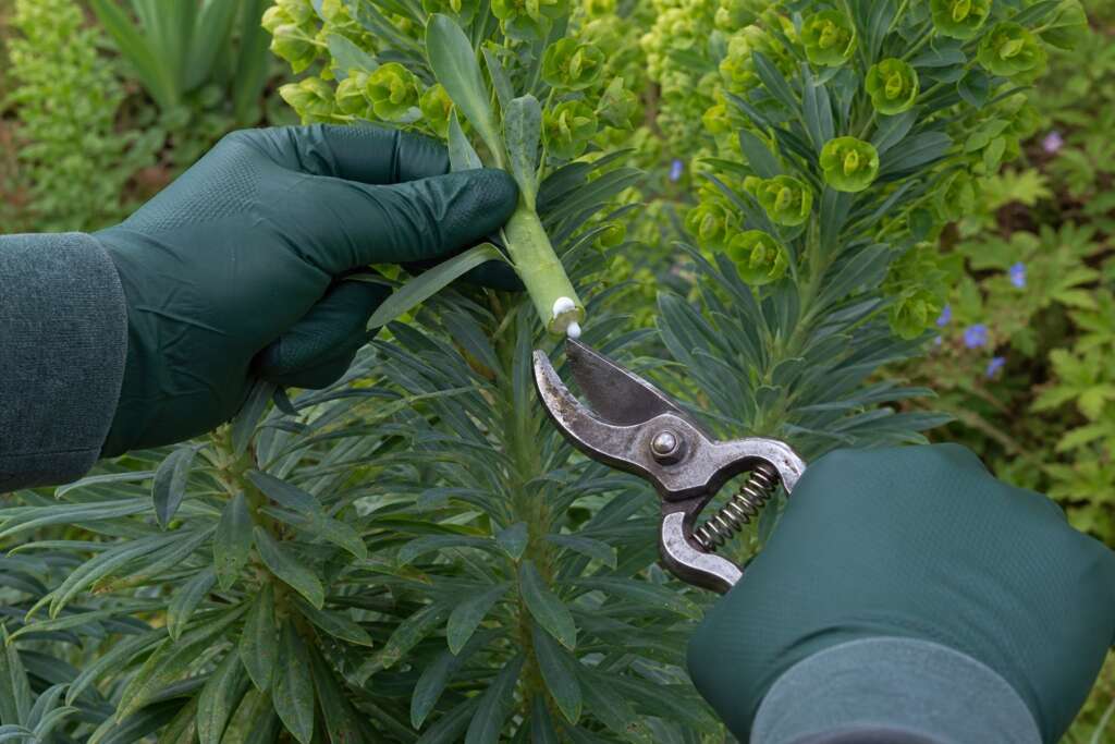 A gardener wearing green gloves pruning a leafy euphorbia as milky latex beads at the fresh cut.
