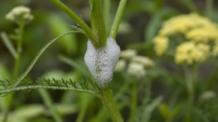 The white foam on garden stems is a spittlebug nursery