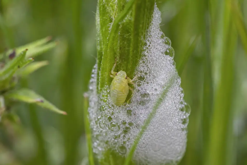 A pale yellow-green spittlebug nymph partly exposed inside wet white foam on a green stem.