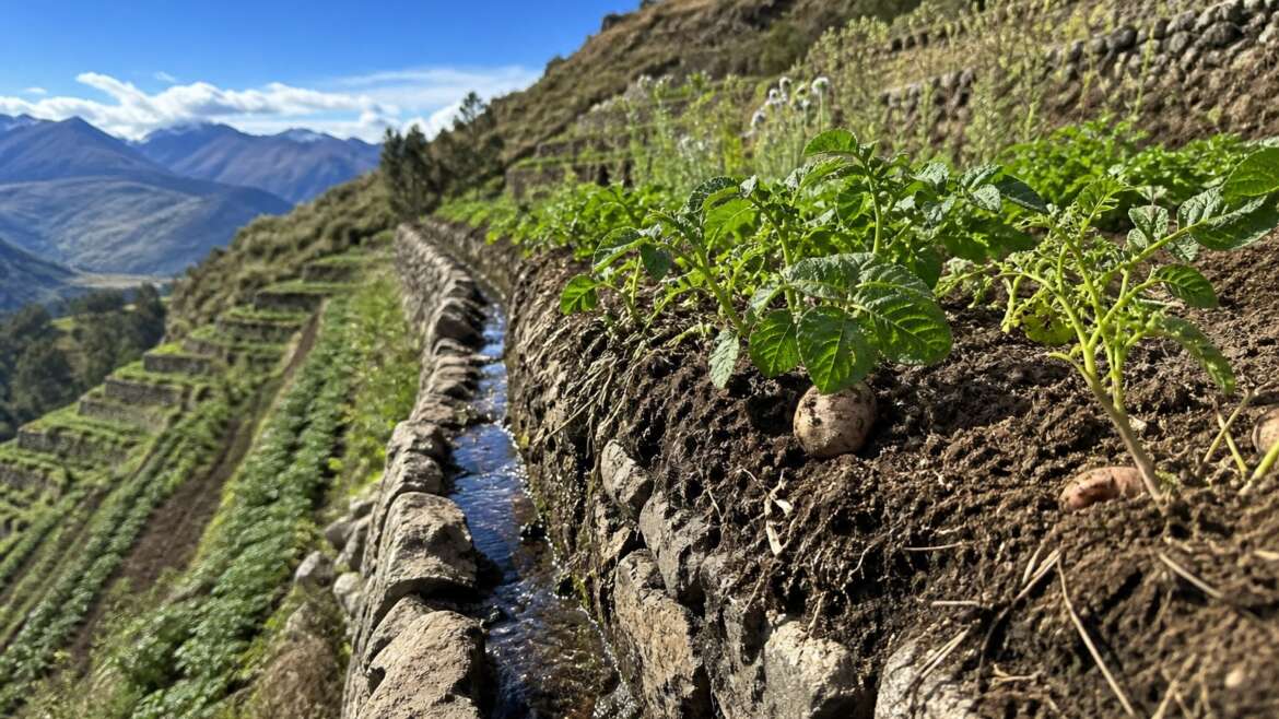 How Andean terraces make steep land farmable