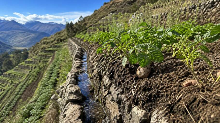 How Andean terraces make steep land farmable