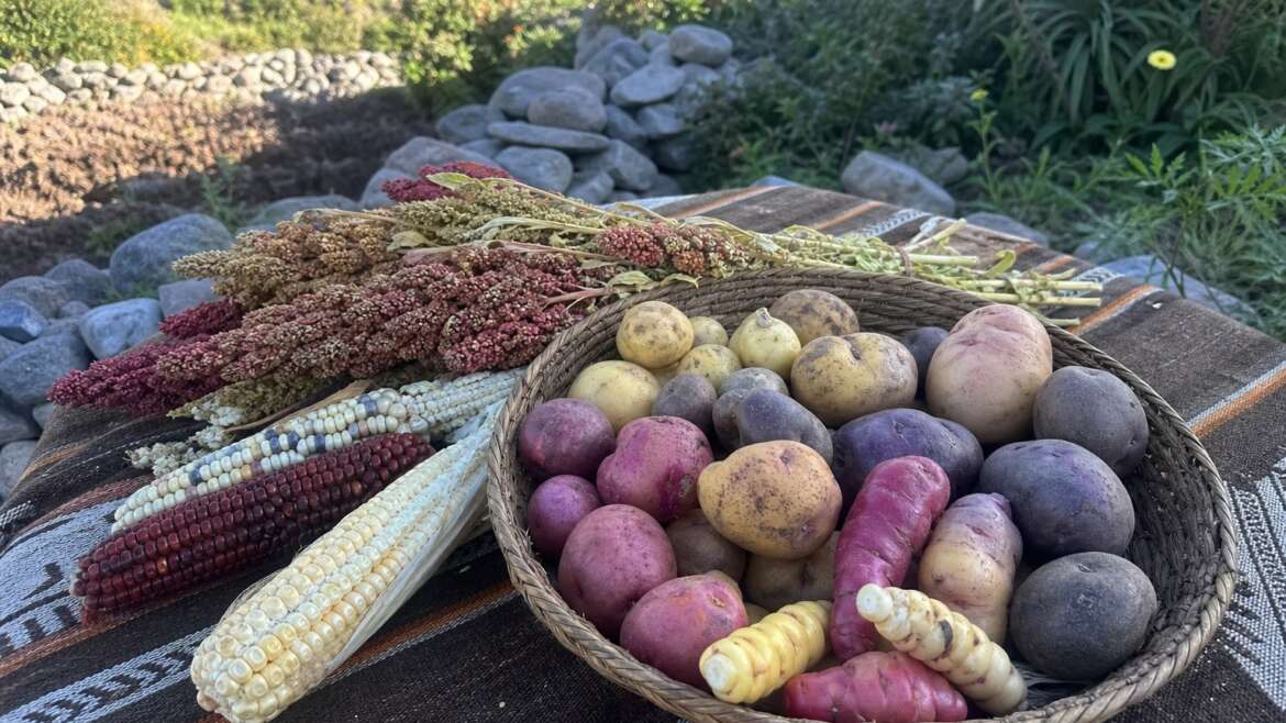 Potatoes, quinoa, and the Andean pantry