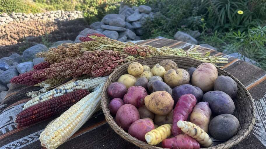 Potatoes, quinoa, and the Andean pantry