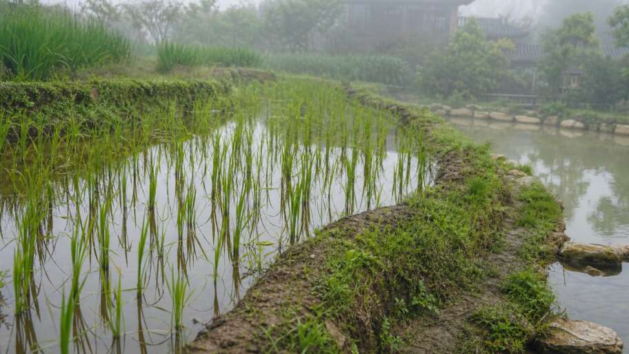 Rice and the wet geometry of ancient China