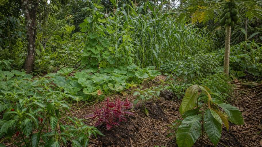 Maya horticulture, the milpa, and the forest edge
