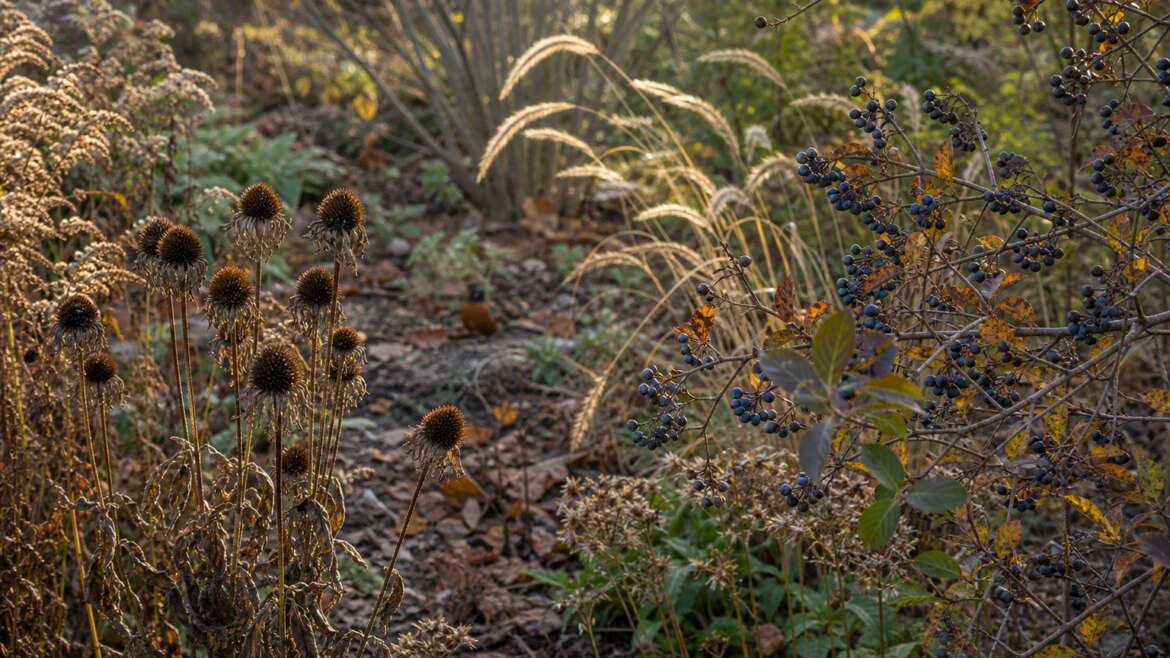 How to make a garden genuinely useful for birds