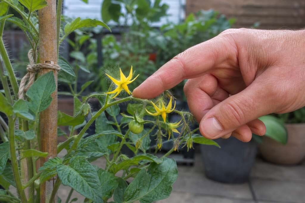 A gardener gently taps the green stem behind a cluster of open tomato flowers.
